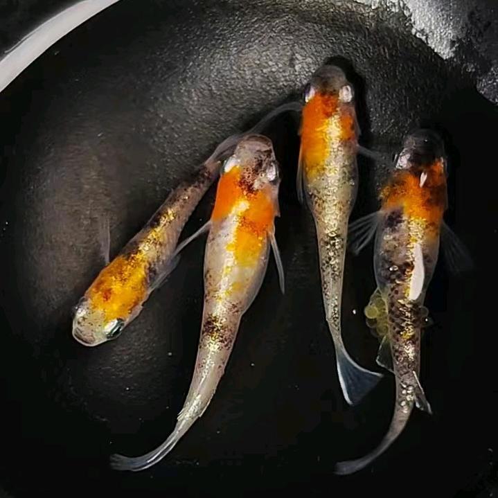 小鱼先生