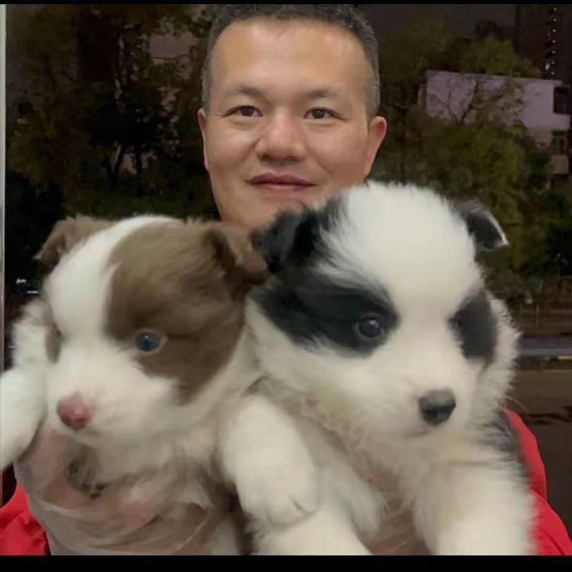 宠物云哥萌俏欢狗狗犬舍猫咪基地
