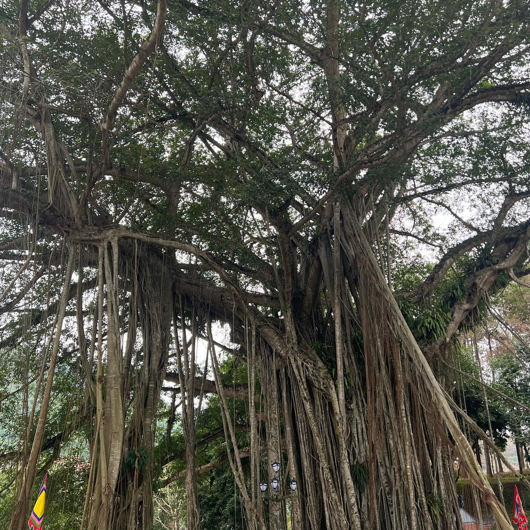 🇨🇳🇻🇳中越交流平台