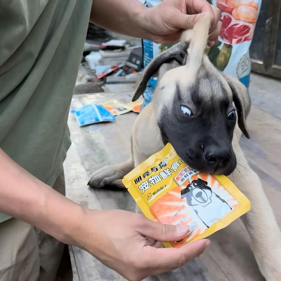 海猪小宝