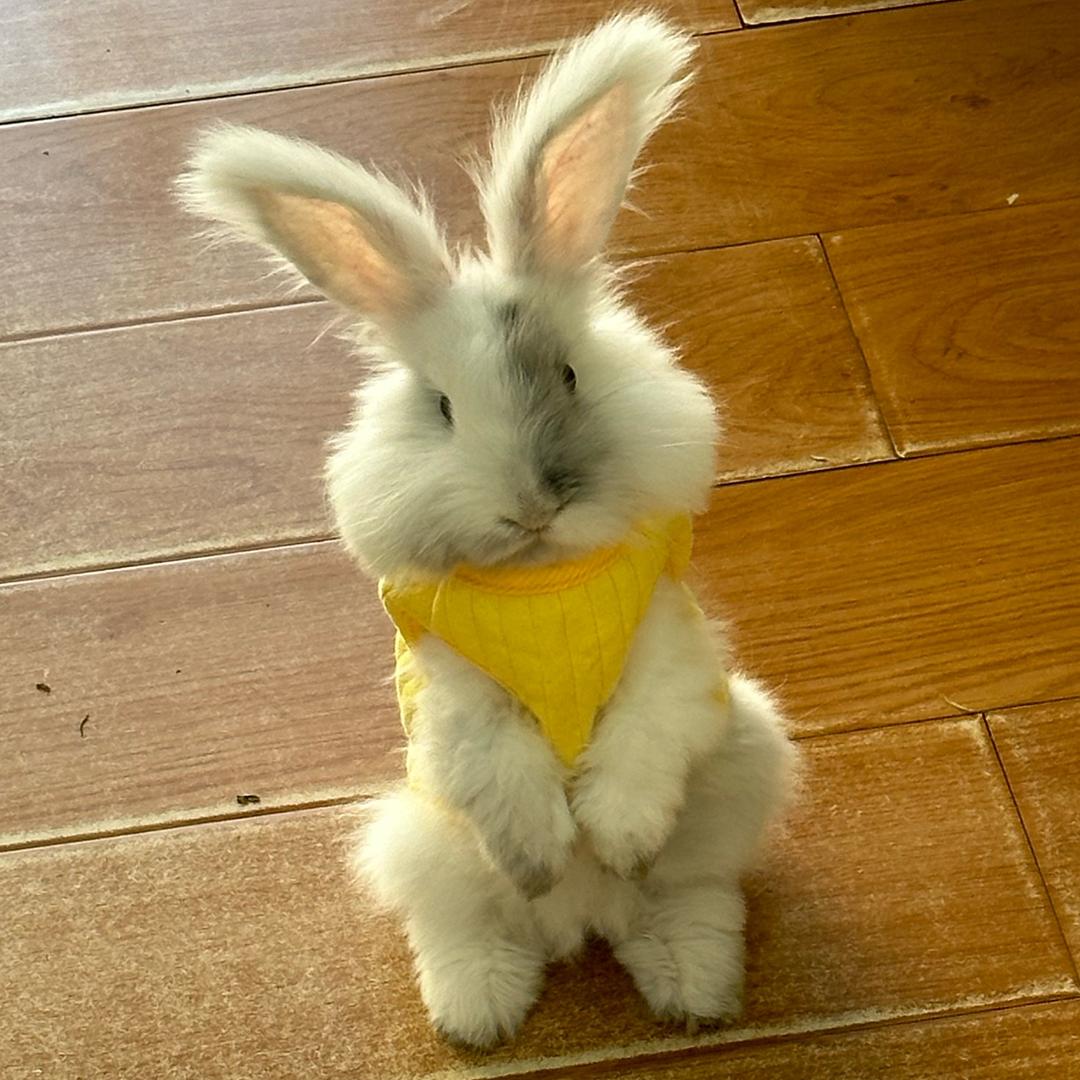 满山的猴子我腚最红