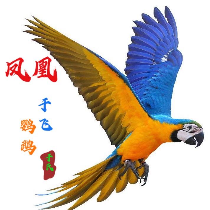 齐齐哈尔凤凰于飞鹦鹉(小号)