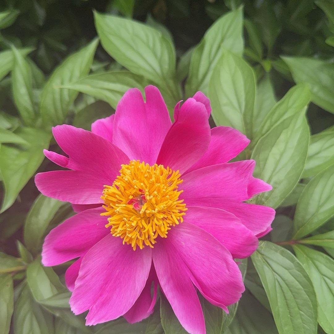 静静🌹