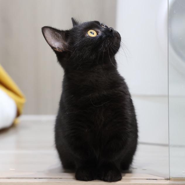 珍珠的猫房生活