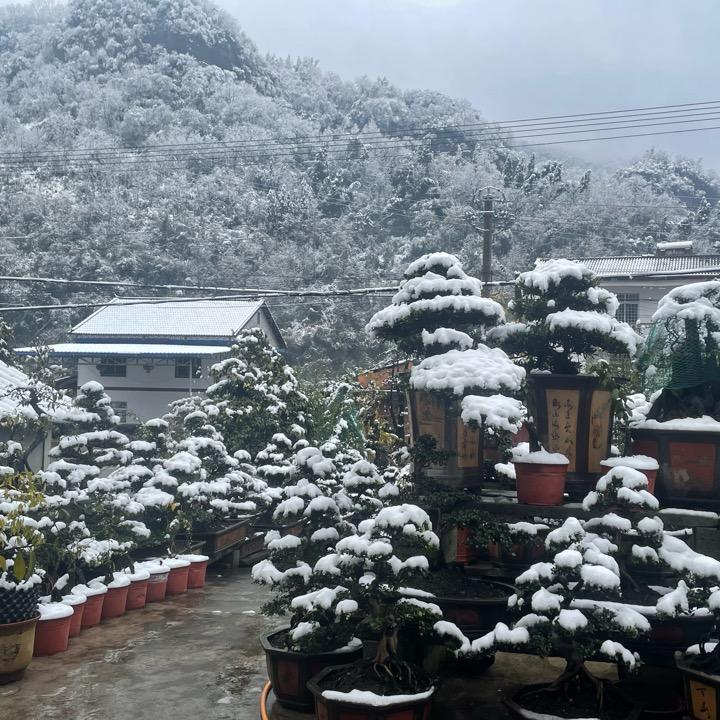 盆景园景
