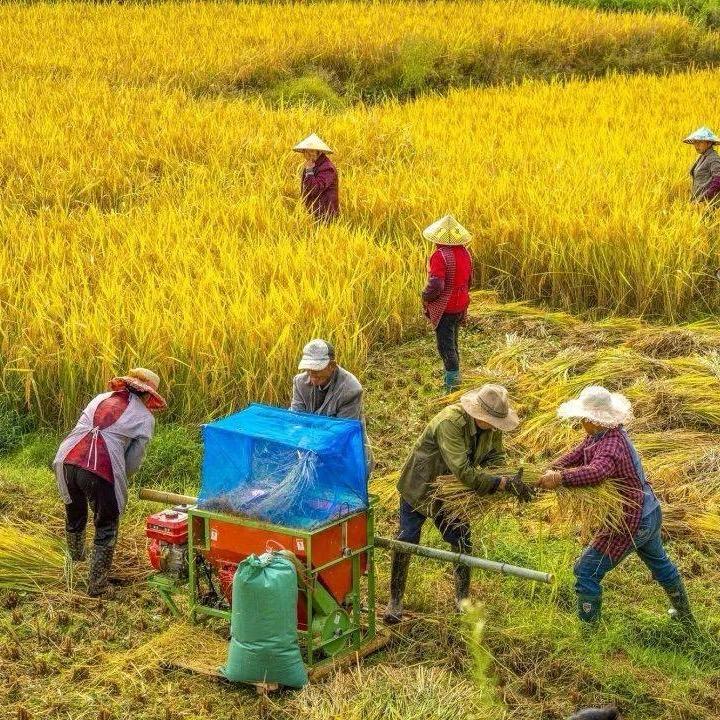 冯老师农业知识分享