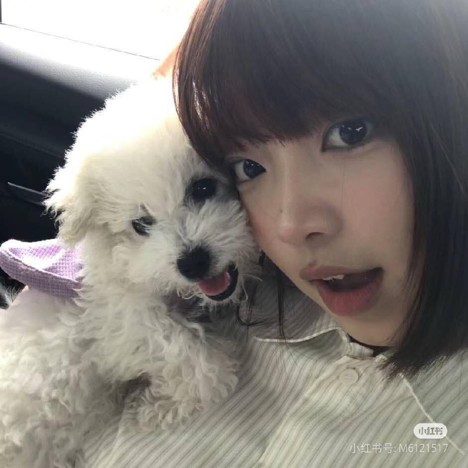小雪桐