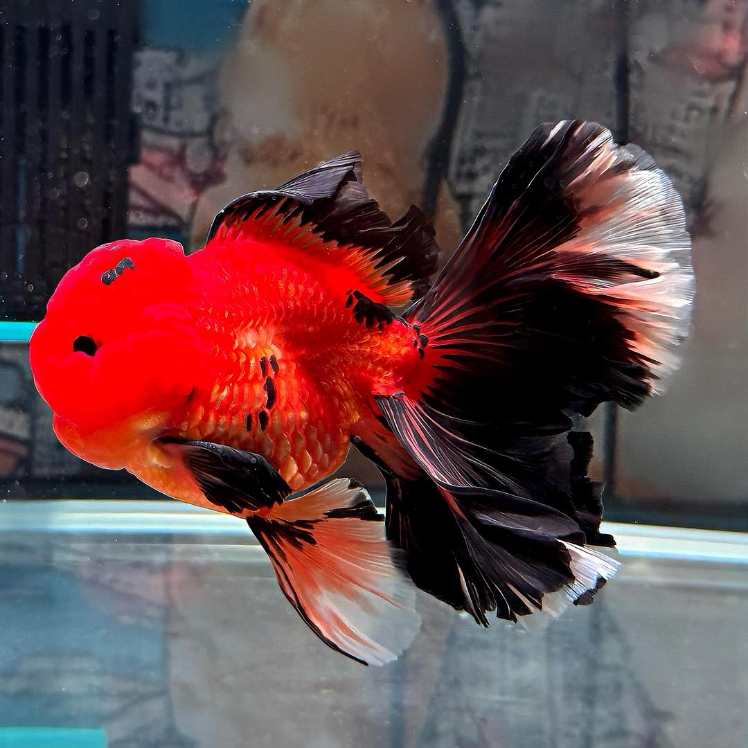 一坨肥鱼🐟