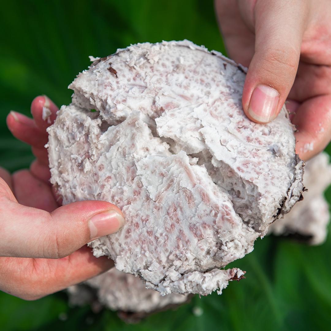 荔浦市乡味农产品店