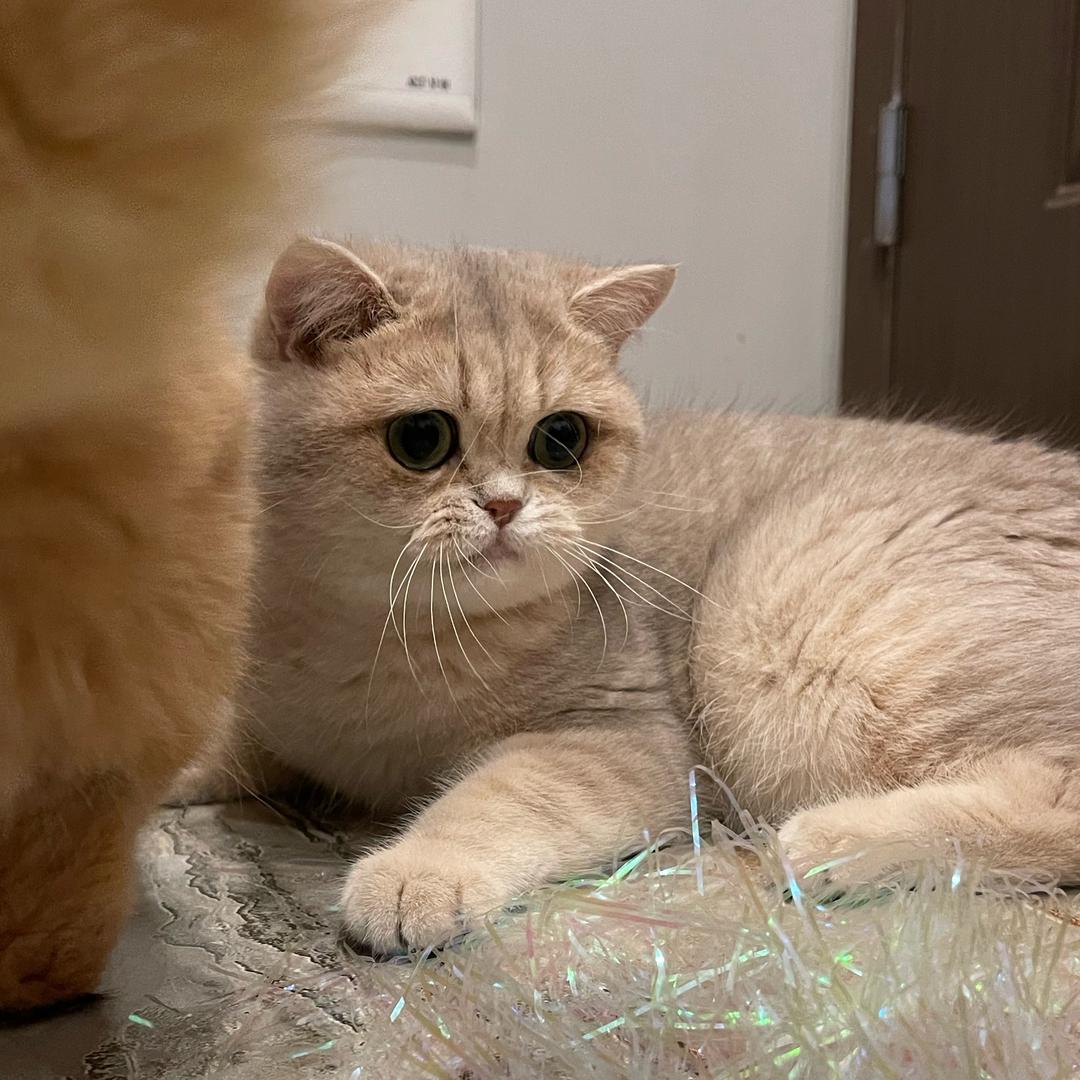 旺仔，旺仔，旺仔🐈