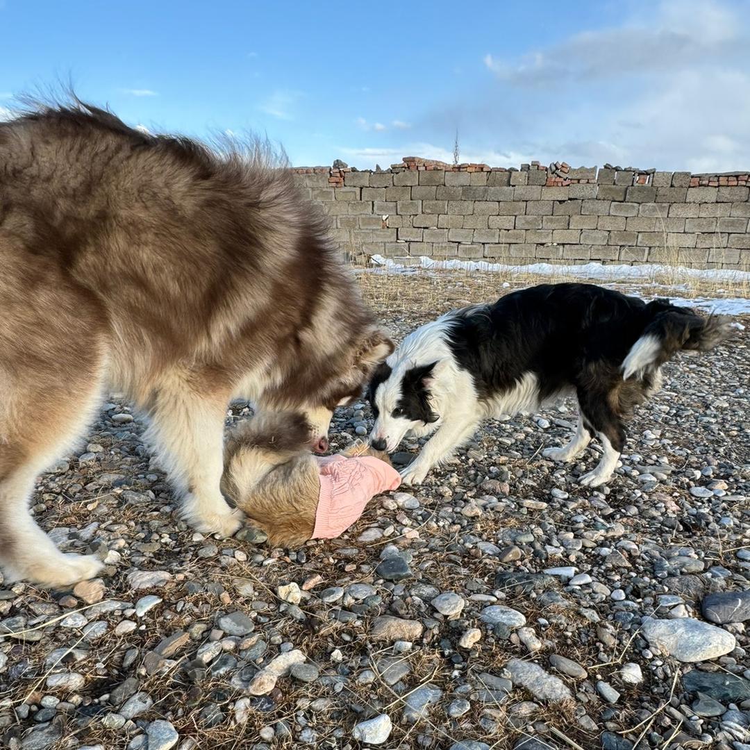 四崽家宠物私厨.（果洛）
