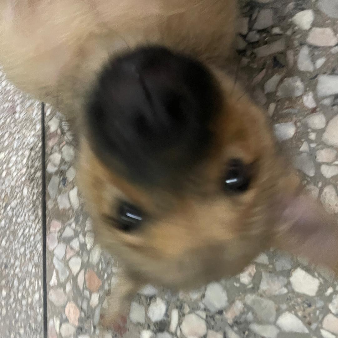 含笑半步颠
