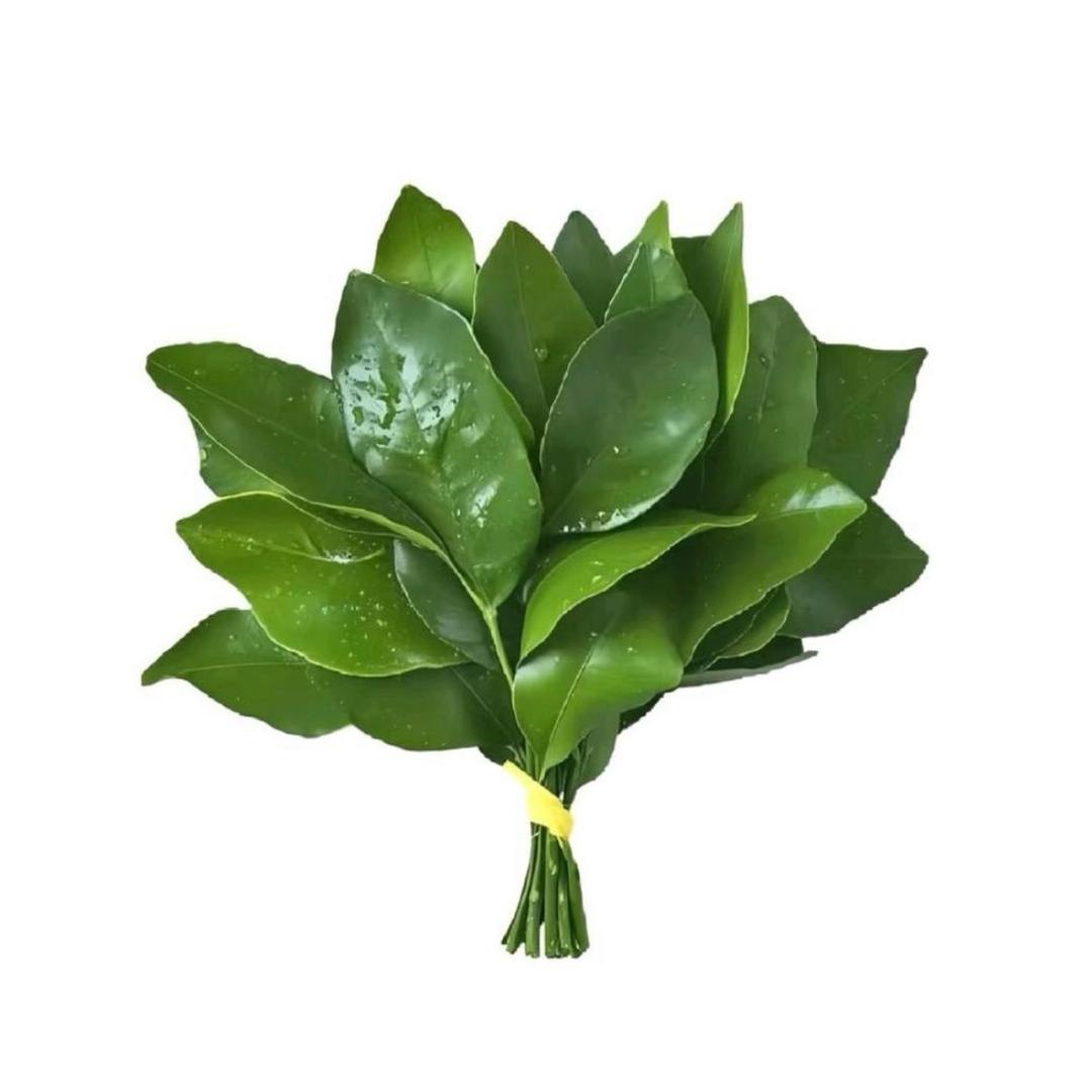 CF伊滒