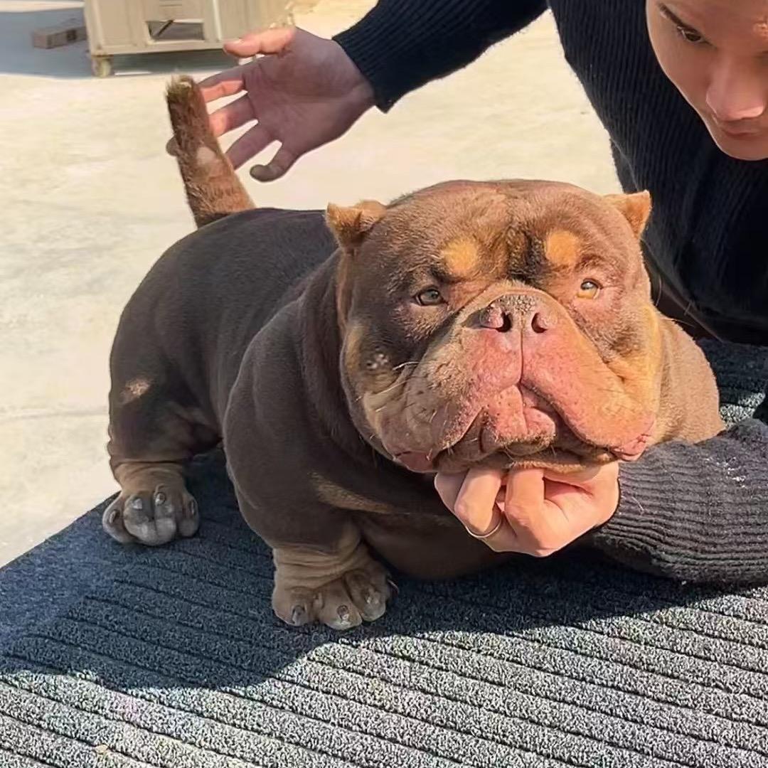 V8 恶霸犬俱乐部(直播间)