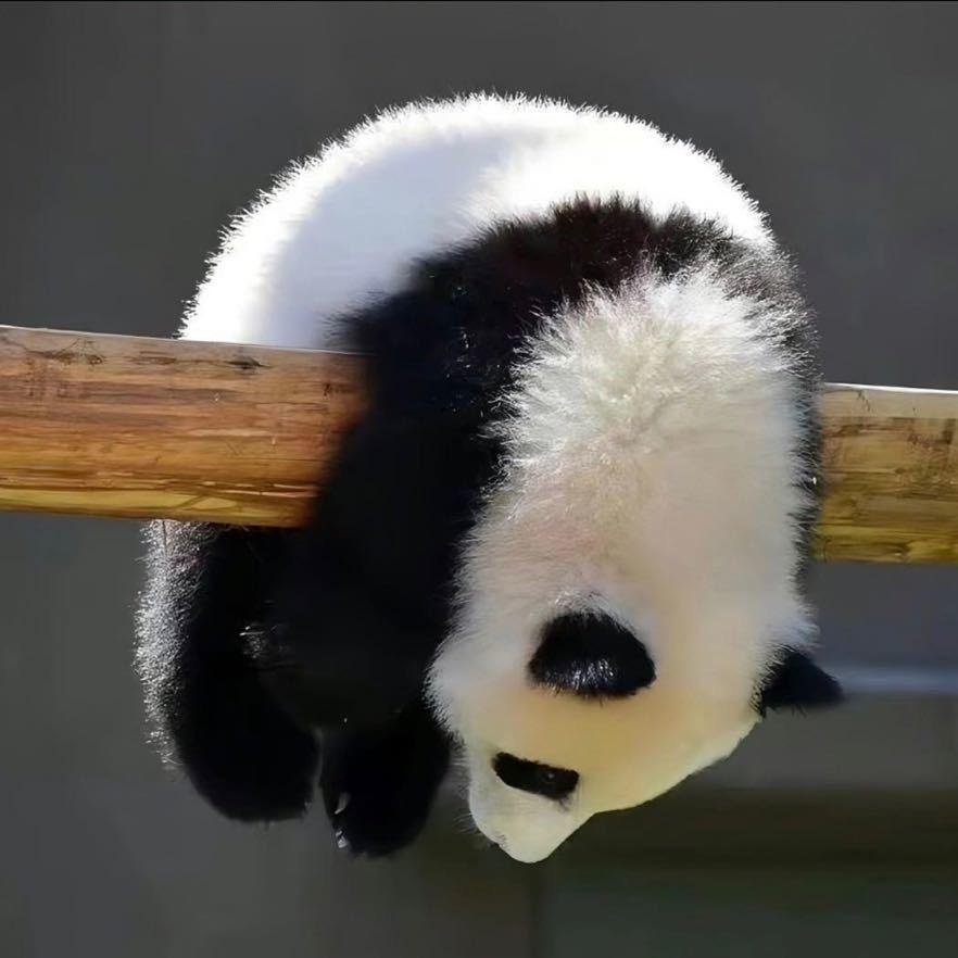 林黛玉倒拔垂杨柳