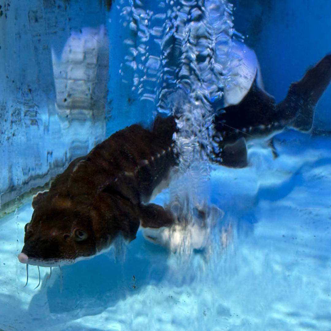 救在当下（保护流浪动物）