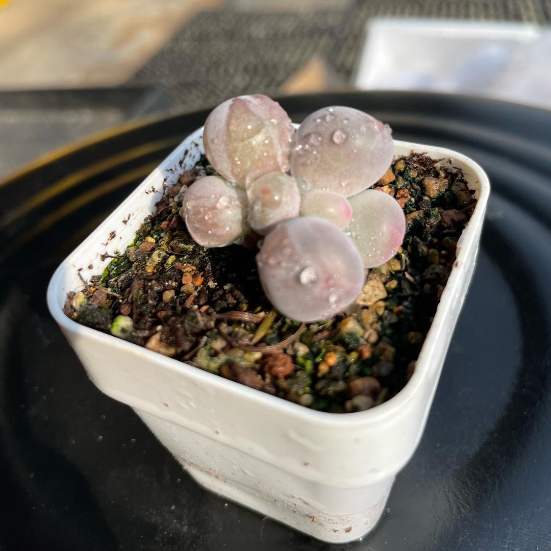 圆滚滚多肉植物