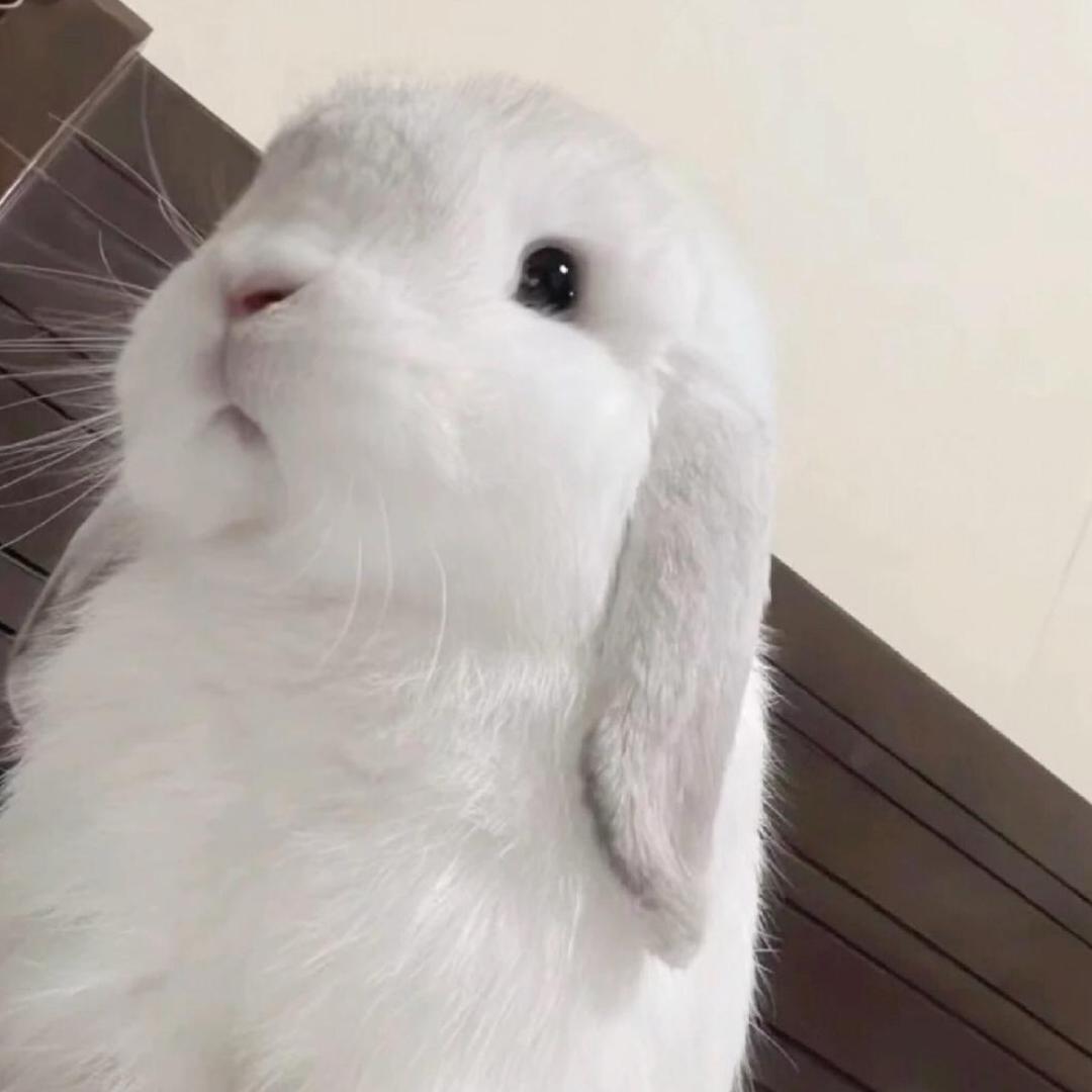 悲伤的小西红柿