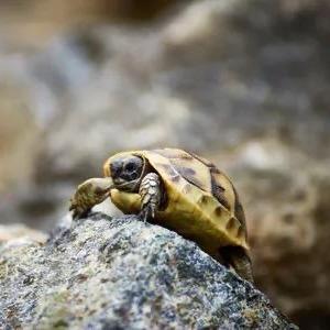 8石缘之栖石观天