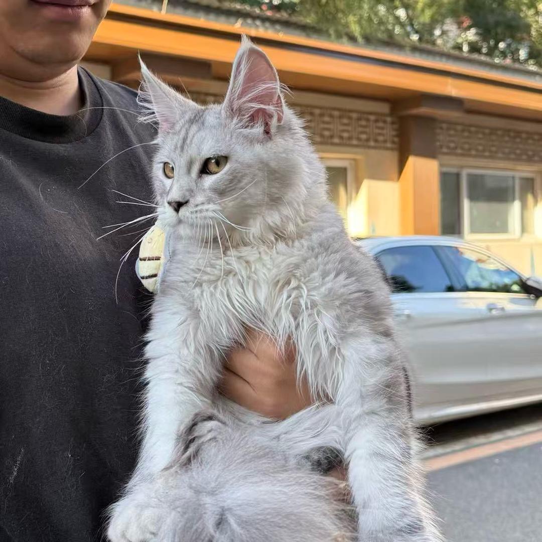 猫大米的成长生活