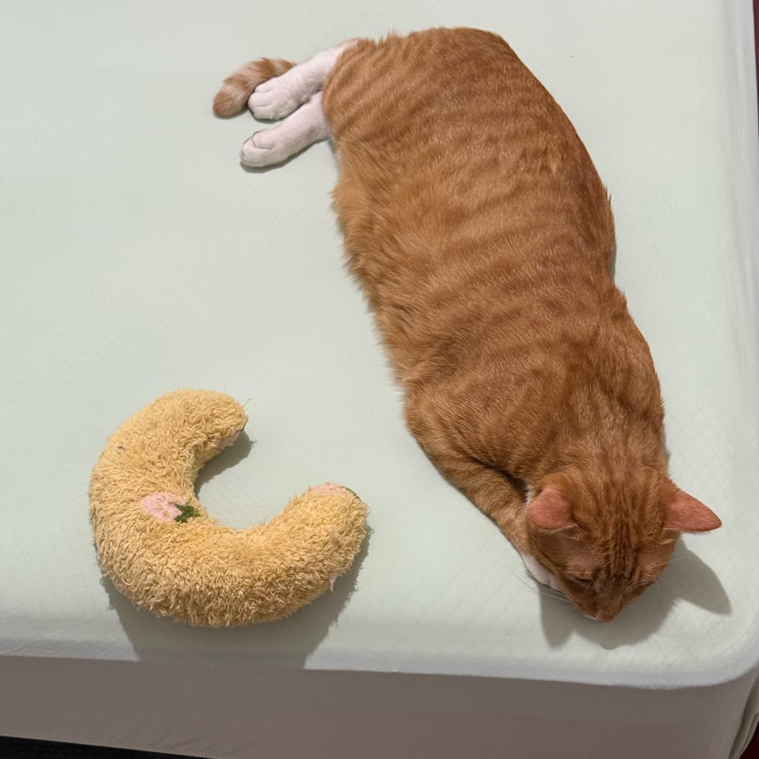 猪猪JUJU