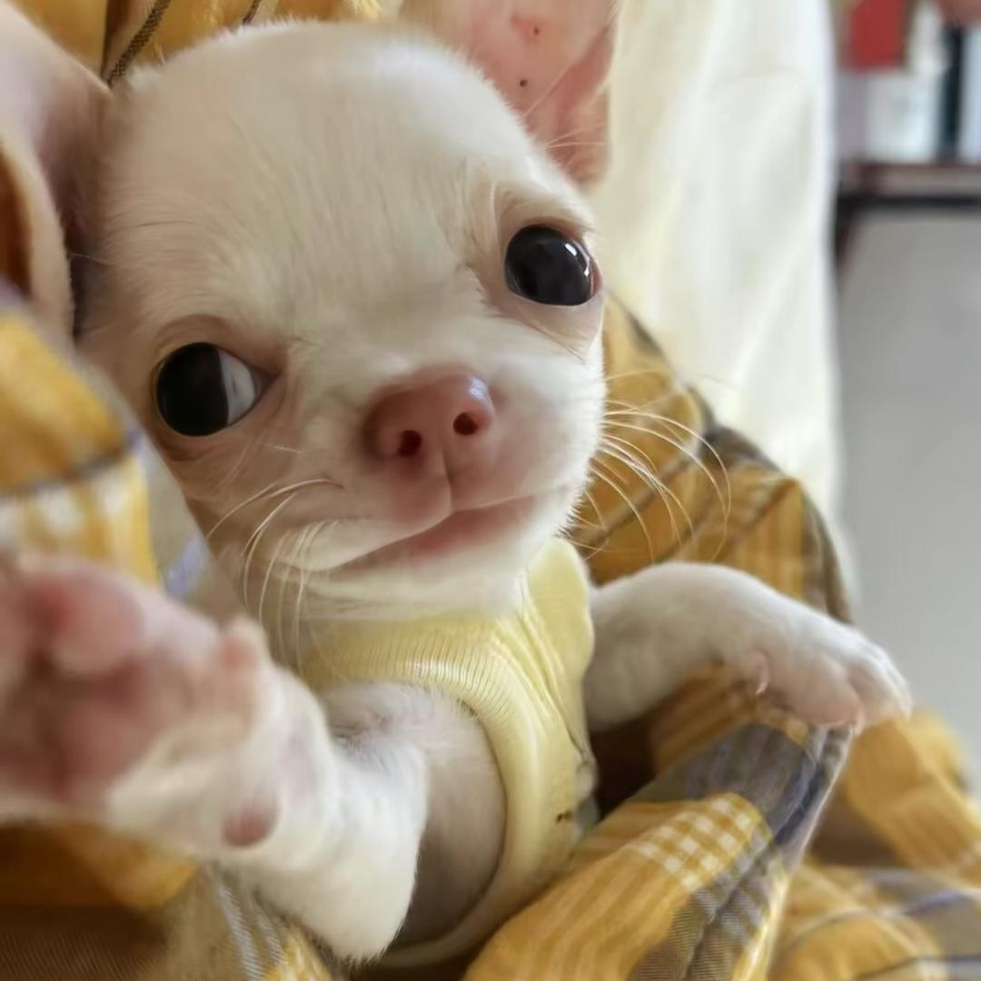 炸帅的煎蛋