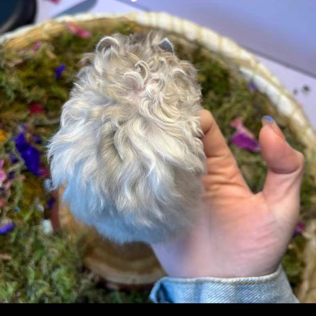 鼠熊熊（出熊/熊粮）