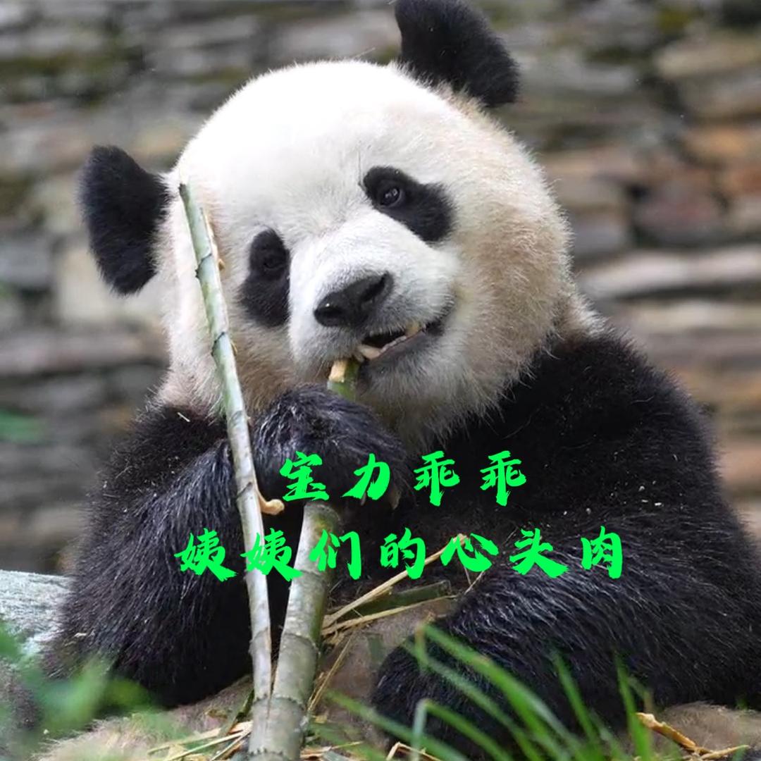 治愈的毛孩子