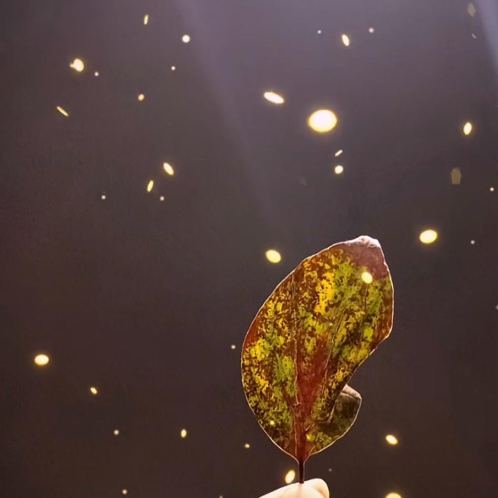 摇太阳