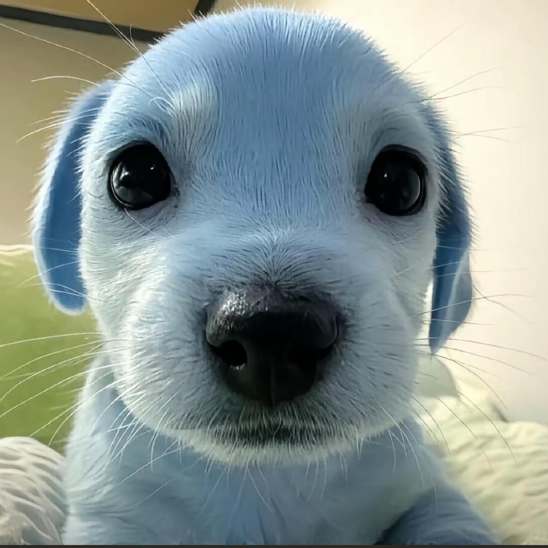 你爹