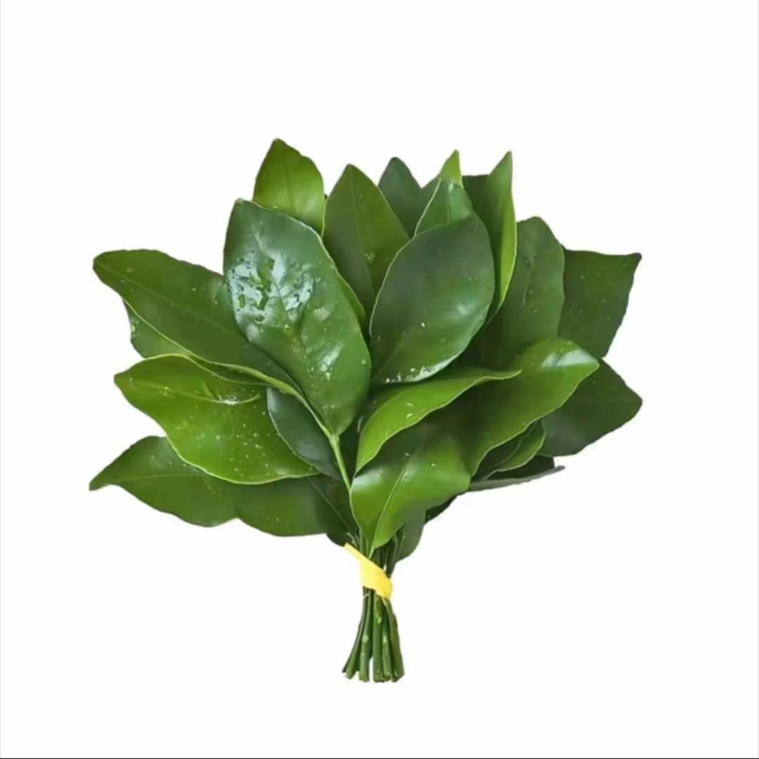 芊芊  《雅俗共赏》