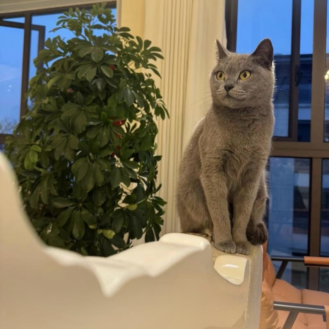 糖宝🐱