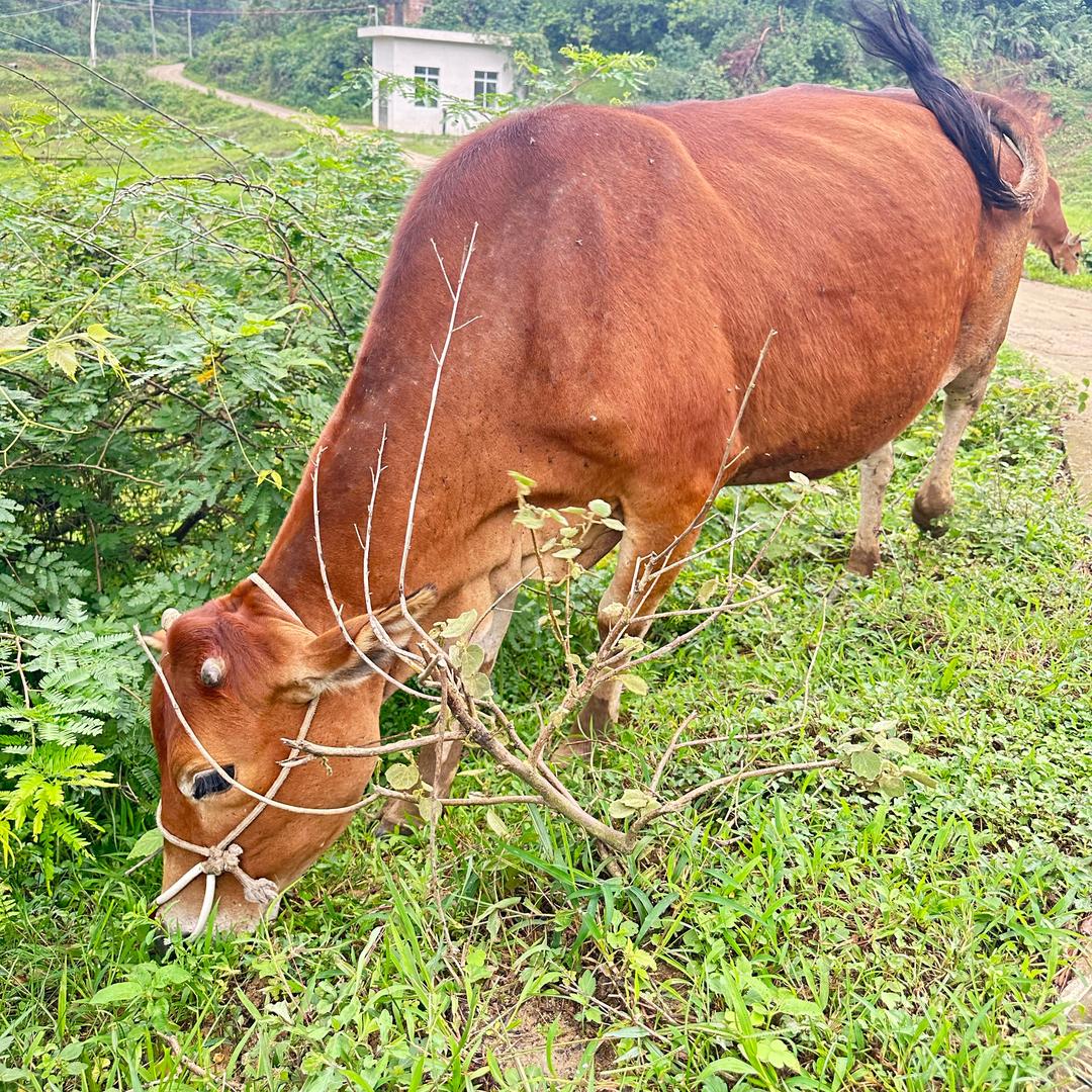 迪势、岭南土炮黄牛肉