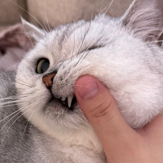 AAA润发建材黄生