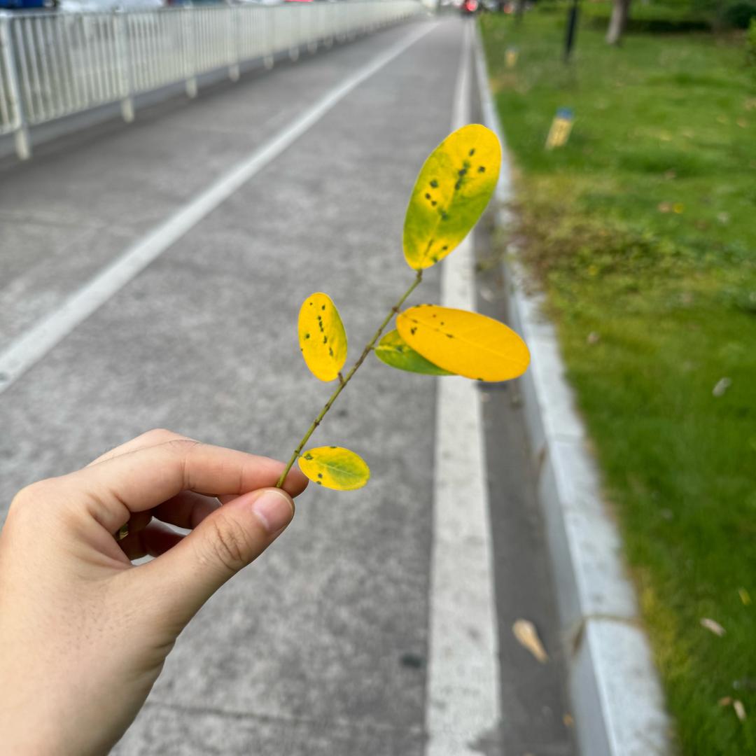 李小开张