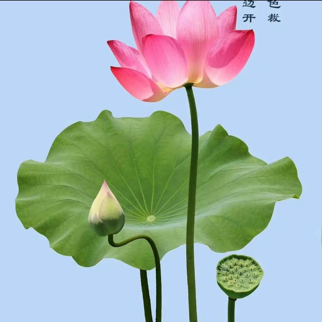 罗姐祝好人一生平安