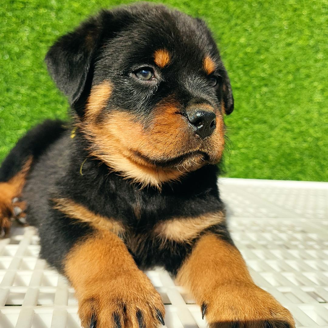 西西家的罗威纳