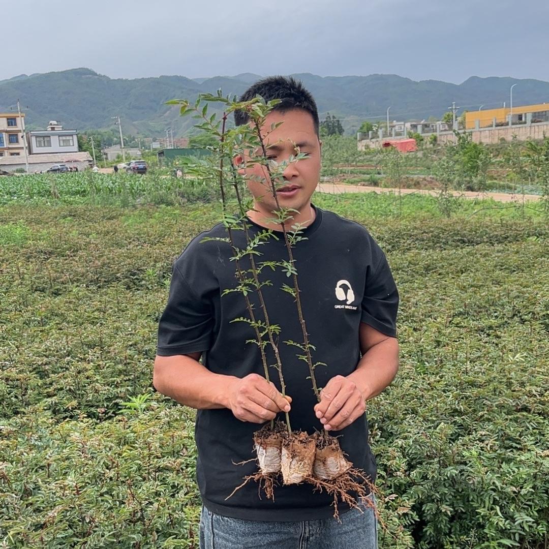 果亚多果树苗木旗舰店