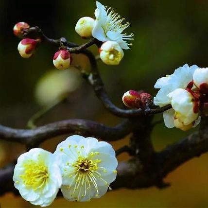 赛赛花卉