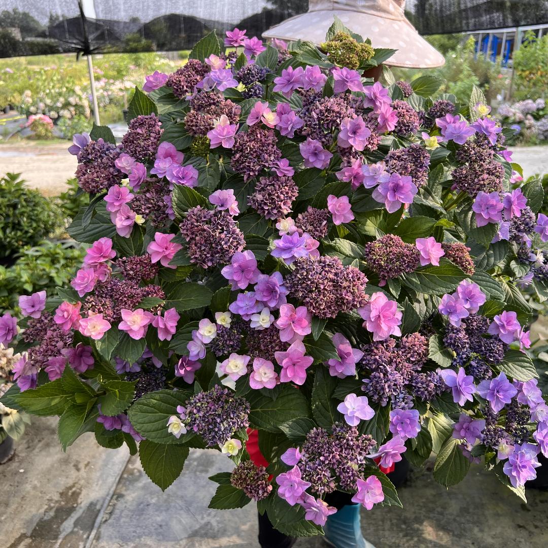 千盛家花事