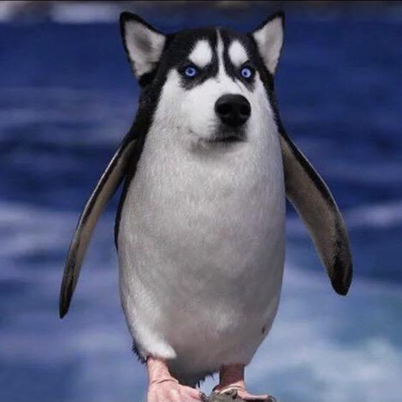 天龙消费主播大狼狗