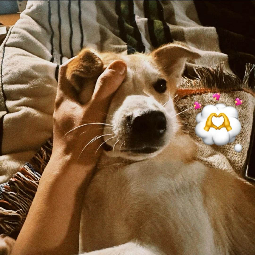 麻瓜麻瓜