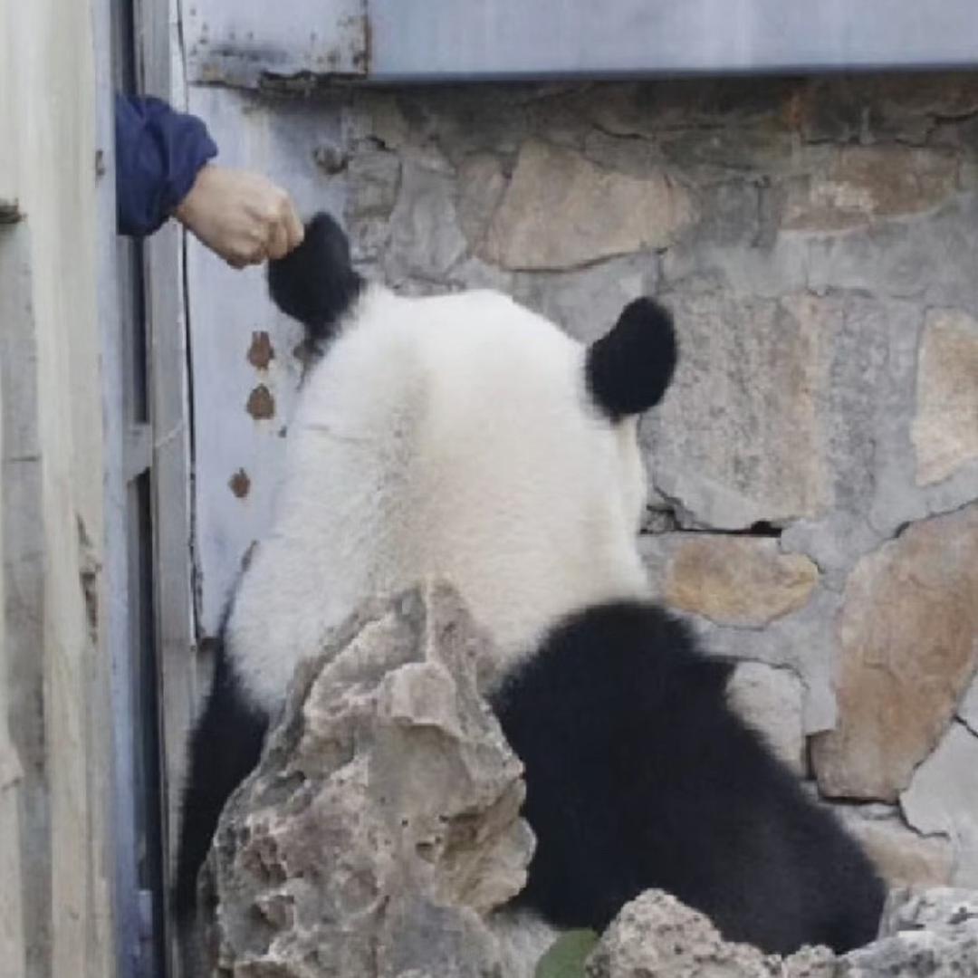 陈啊苟