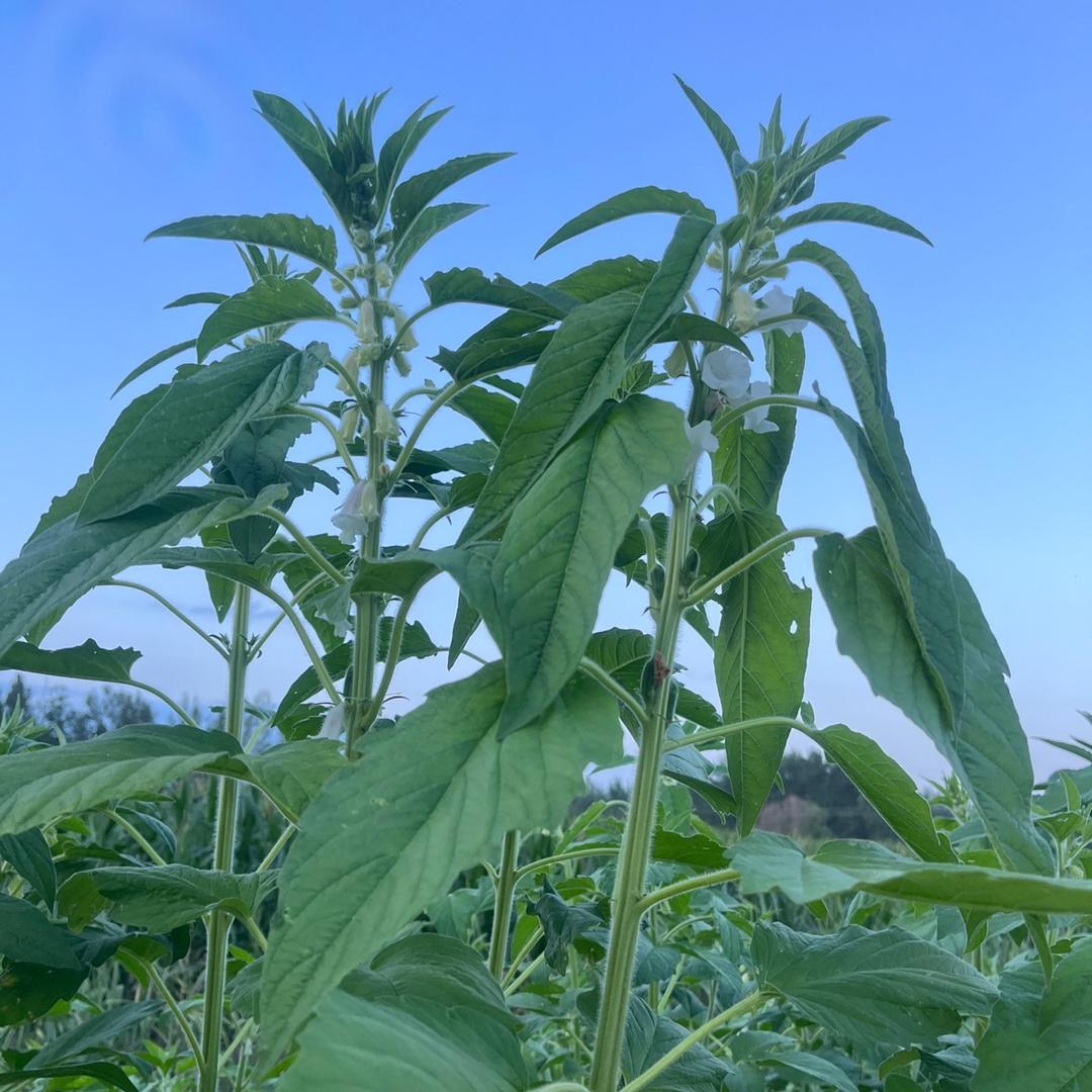 小头妈妈和大头爸爸