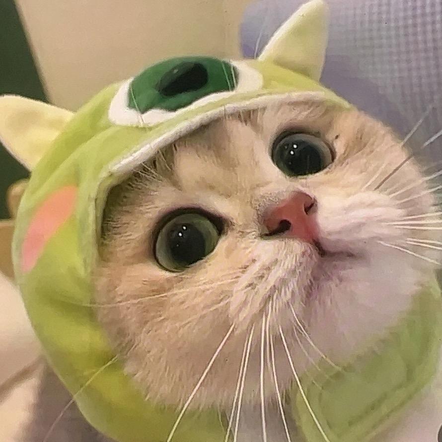 康康宠物猫