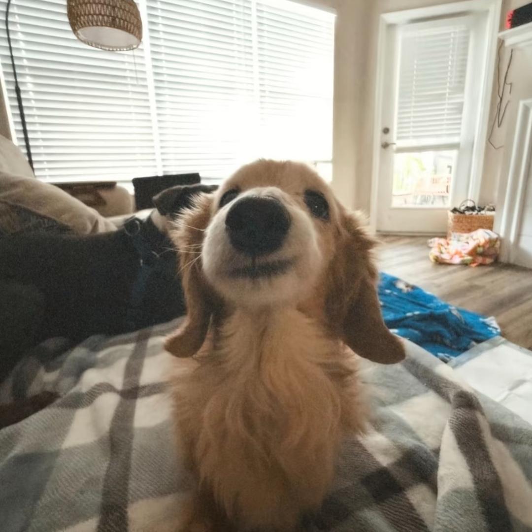 爱吃汤圆（见过陶喆版