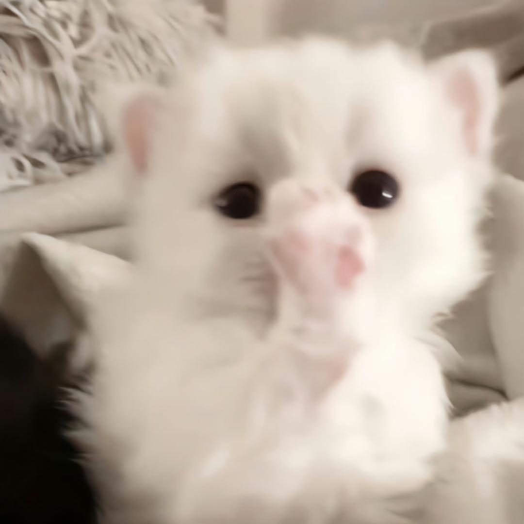 小宅🐱
