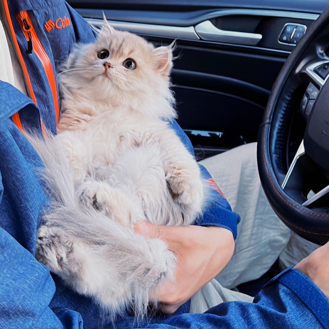 与小黑的养猫生活