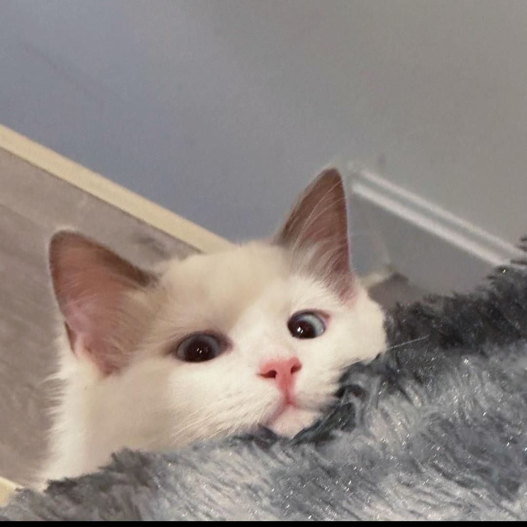 可乐鸡翅巧克力