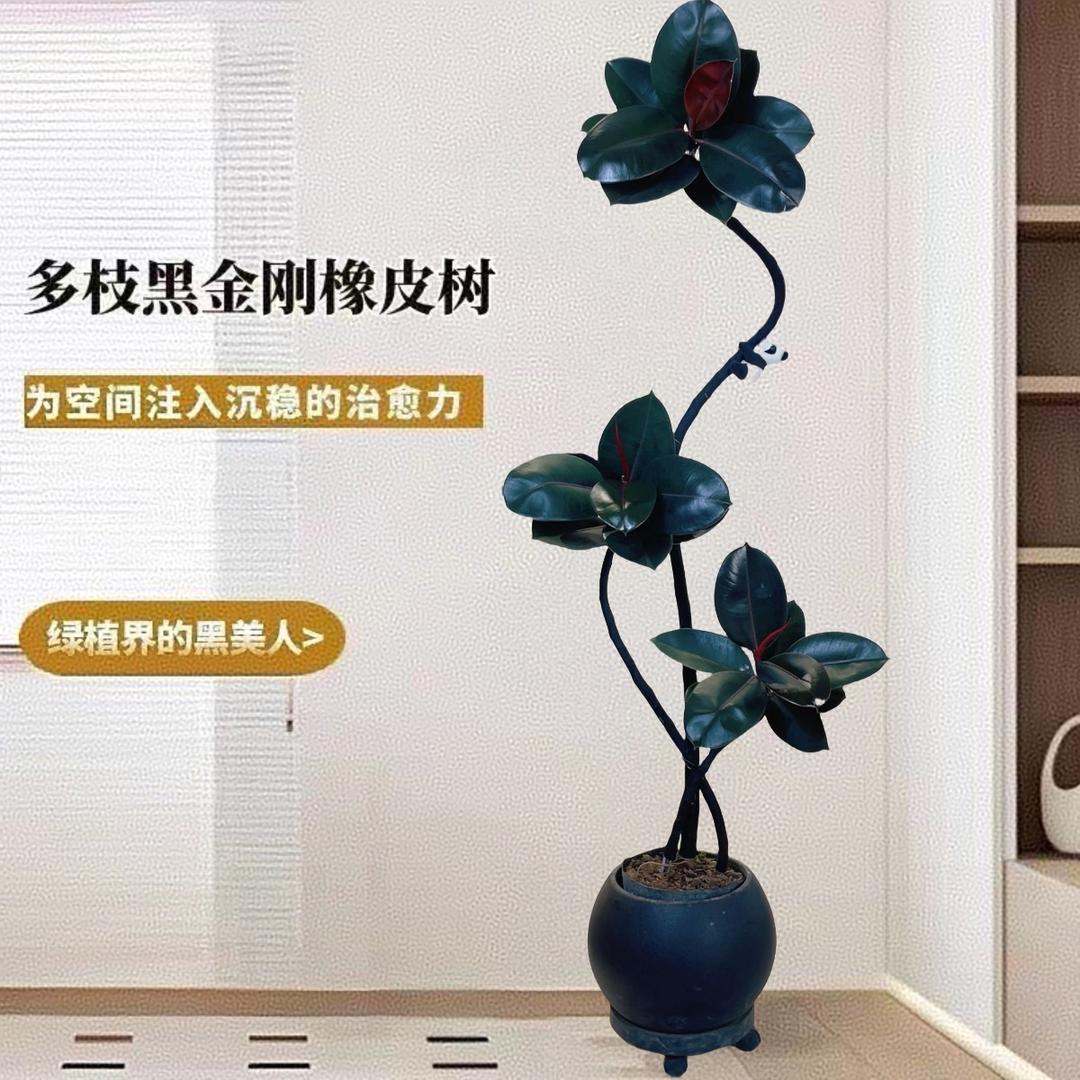 绿植秘境
